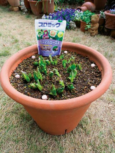 【クリスマスローズの庭実例】園芸ソムリエが伝授！鉢植えで楽しむガーデンと鉢の栽培方法【ガーデニング】（サムネイル画像7）