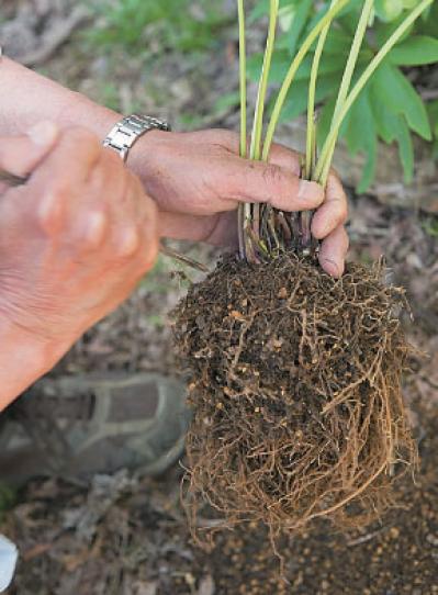プロに教わる、クリスマスローズの庭への植えつけ方|相性のよい植物は？｜プロの実際の植えつけ作業を拝見！（サムネイル画像14）