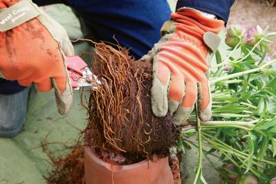 【写真で詳しく解説】プロに教わるクリスマスローズ育て。今年は「小さい苗から始めて、大株作り」を目指す！（サムネイル画像8）