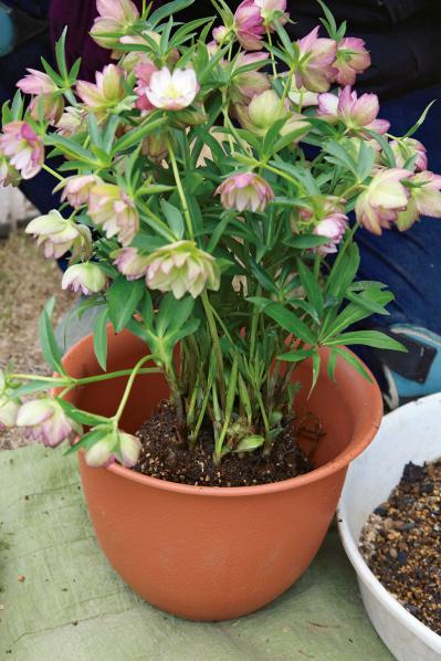 【写真で詳しく解説】プロに教わるクリスマスローズ育て。今年は「小さい苗から始めて、大株作り」を目指す！（サムネイル画像14）