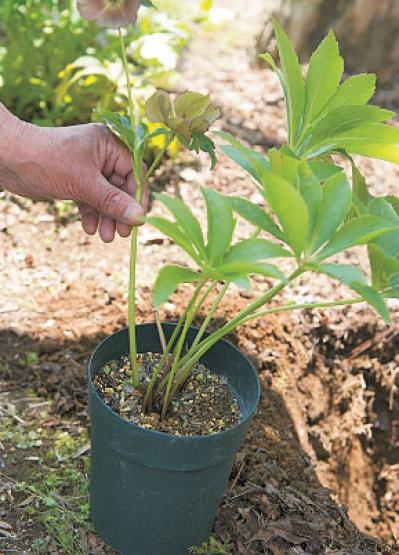 プロに教わる、クリスマスローズの庭への植えつけ方|相性のよい植物は？｜プロの実際の植えつけ作業を拝見！（サムネイル画像11）