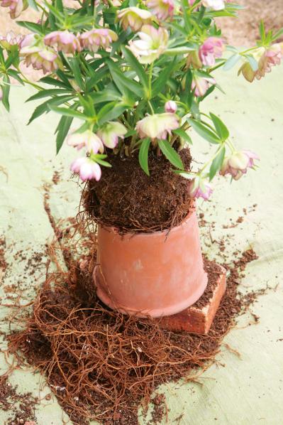 【写真で詳しく解説】プロに教わるクリスマスローズ育て。今年は「小さい苗から始めて、大株作り」を目指す！（サムネイル画像9）