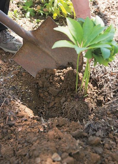 プロに教わる、クリスマスローズの庭への植えつけ方|相性のよい植物は？｜プロの実際の植えつけ作業を拝見！（サムネイル画像16）