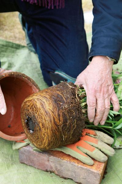 【写真で詳しく解説】プロに教わるクリスマスローズ育て。今年は「小さい苗から始めて、大株作り」を目指す！（サムネイル画像7）