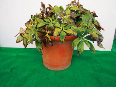 【クリスマスローズの庭実例】園芸ソムリエが伝授！鉢植えで楽しむガーデンと鉢の栽培方法【ガーデニング】（サムネイル画像12）