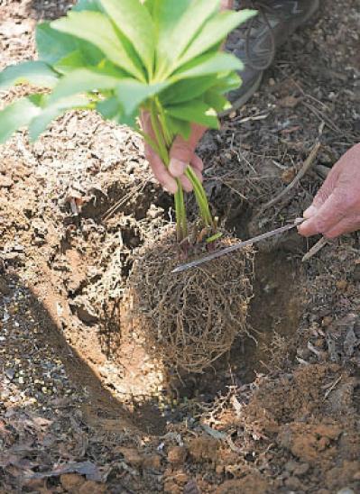 プロに教わる、クリスマスローズの庭への植えつけ方|相性のよい植物は？｜プロの実際の植えつけ作業を拝見！（サムネイル画像15）