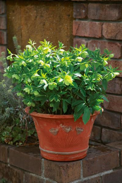 【写真で詳しく解説】プロに教わるクリスマスローズ育て。今年は「小さい苗から始めて、大株作り」を目指す！（サムネイル画像2）