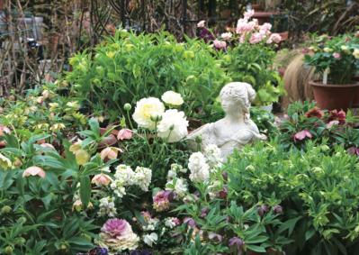 【クリスマスローズの庭実例】園芸ソムリエが伝授！鉢植えで楽しむガーデンと鉢の栽培方法【ガーデニング】（サムネイル画像4）