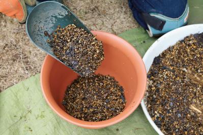 【写真で詳しく解説】プロに教わるクリスマスローズ育て。今年は「小さい苗から始めて、大株作り」を目指す！（サムネイル画像13）