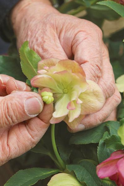 【クリスマスローズの庭実例】園芸ソムリエが伝授！鉢植えで楽しむガーデンと鉢の栽培方法【ガーデニング】（サムネイル画像9）