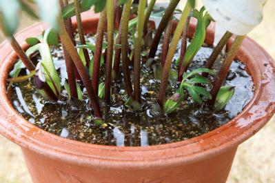 【写真で詳しく解説】プロに教わるクリスマスローズ育て。今年は「小さい苗から始めて、大株作り」を目指す！（サムネイル画像19）