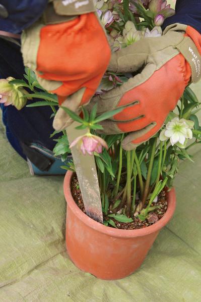 【写真で詳しく解説】プロに教わるクリスマスローズ育て。今年は「小さい苗から始めて、大株作り」を目指す！（サムネイル画像6）