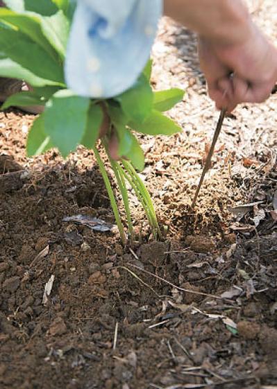 プロに教わる、クリスマスローズの庭への植えつけ方|相性のよい植物は？｜プロの実際の植えつけ作業を拝見！（サムネイル画像17）