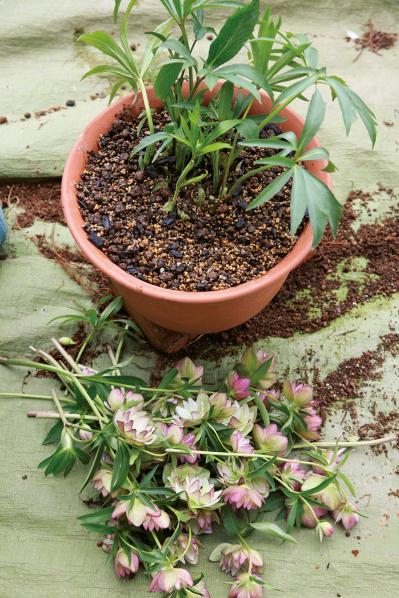 【写真で詳しく解説】プロに教わるクリスマスローズ育て。今年は「小さい苗から始めて、大株作り」を目指す！（サムネイル画像18）