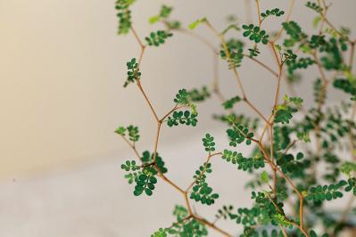 【ミニ観葉植物】人気15選！　人気ネットショップ「e -花屋さん」がおすすめ（サムネイル画像4）