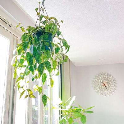 観葉植物のインテリア実例　ハンギングと床置きの絶妙バランス&和モダンな空間（サムネイル画像7）