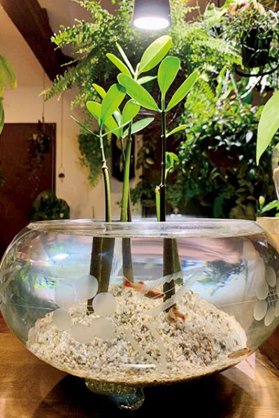 観葉植物のインテリア実例　古民家のような部屋＆コンクリート打ちっぱなしの壁（サムネイル画像8）