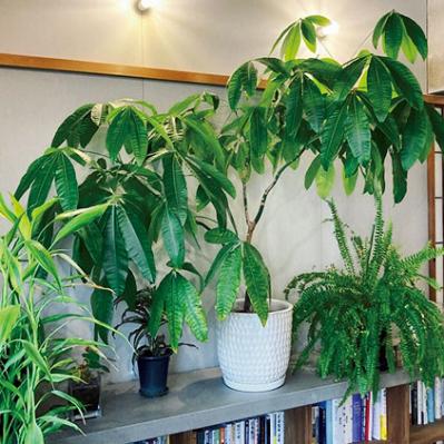 観葉植物のインテリア実例　ハンギングと床置きの絶妙バランス&和モダンな空間（サムネイル画像15）