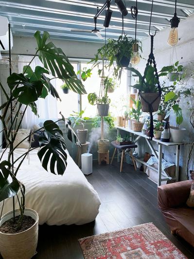 観葉植物のインテリア実例　古民家のような部屋＆コンクリート打ちっぱなしの壁（サムネイル画像9）