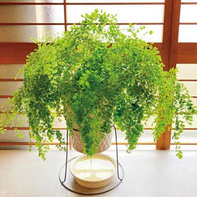 観葉植物のインテリア実例　ハンギングと床置きの絶妙バランス&和モダンな空間（サムネイル画像16）