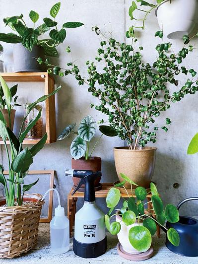 観葉植物のインテリア実例　古民家のような部屋＆コンクリート打ちっぱなしの壁（サムネイル画像11）