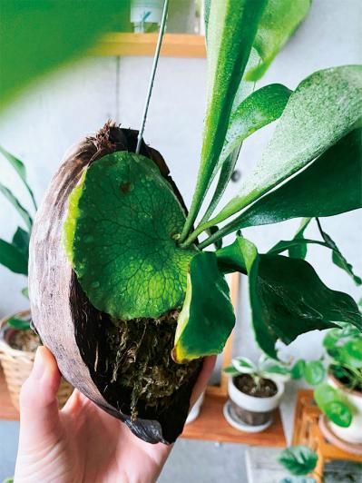 観葉植物のインテリア実例　古民家のような部屋＆コンクリート打ちっぱなしの壁（サムネイル画像12）