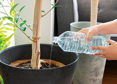 【観葉植物】植物大好きインスタグラマーの観葉生活を拝見Part３｜コンセプトは日本庭園。植物の数もお世話も引き算の発想で！【実例】（サムネイル画像9）