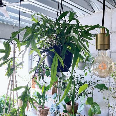 観葉植物のインテリア実例　古民家のような部屋＆コンクリート打ちっぱなしの壁（サムネイル画像14）