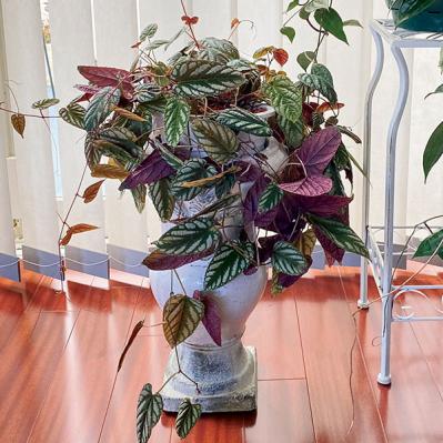 観葉植物のインテリア実例　ハンギングと床置きの絶妙バランス&和モダンな空間（サムネイル画像8）