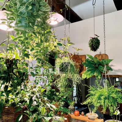 観葉植物のインテリア実例　古民家のような部屋＆コンクリート打ちっぱなしの壁（サムネイル画像3）