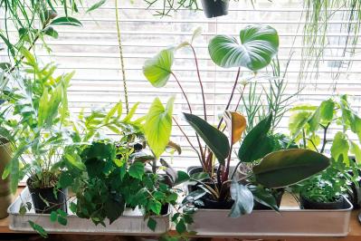 初めての私にもできそう！　プロが伝授　インドアグリーンのある心地いい空間のつくり方【観葉植物】（サムネイル画像7）