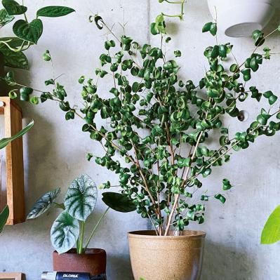 観葉植物のインテリア実例　古民家のような部屋＆コンクリート打ちっぱなしの壁（サムネイル画像13）