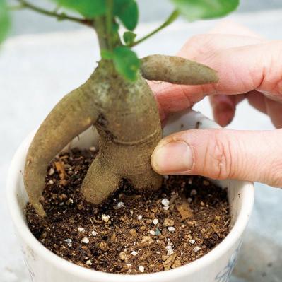 ミニ観葉植物の育て方まるわかりガイド。鉢の選び方からお手入れまで（サムネイル画像14）