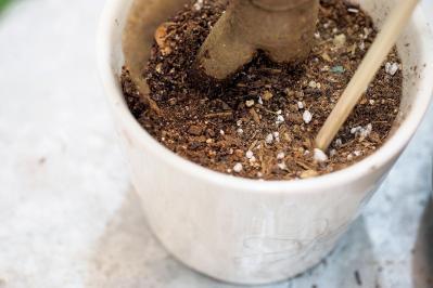 ミニ観葉植物の育て方まるわかりガイド。鉢の選び方からお手入れまで（サムネイル画像16）