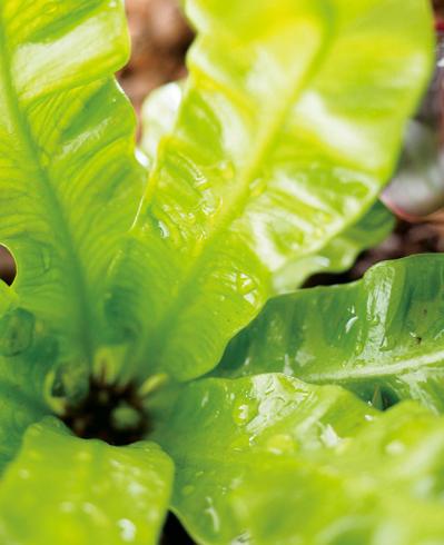 ミニ観葉植物の育て方まるわかりガイド。鉢の選び方からお手入れまで（サムネイル画像19）