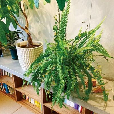 観葉植物のインテリア実例　ハンギングと床置きの絶妙バランス&和モダンな空間（サムネイル画像14）