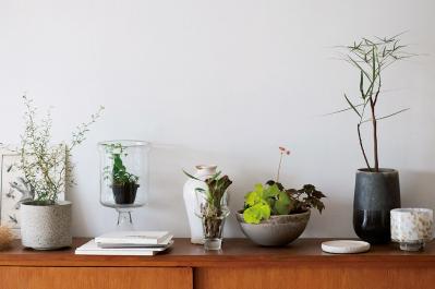 初めての私にもできそう！　プロが伝授　インドアグリーンのある心地いい空間のつくり方【観葉植物】（サムネイル画像2）