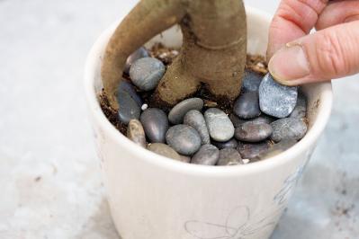 ミニ観葉植物の育て方まるわかりガイド。鉢の選び方からお手入れまで（サムネイル画像17）