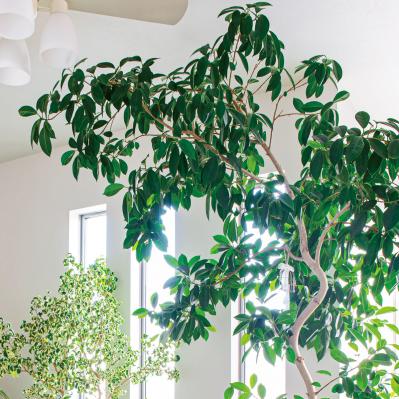 【観葉植物】植物大好きインスタグラマーの観葉生活を拝見Part３｜コンセプトは日本庭園。植物の数もお世話も引き算の発想で！【実例】（サムネイル画像10）