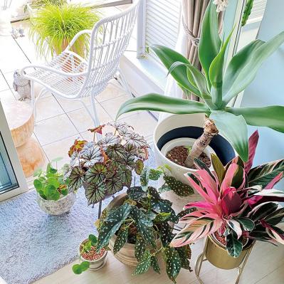 観葉植物のインテリア実例　ハンギングと床置きの絶妙バランス&和モダンな空間（サムネイル画像5）