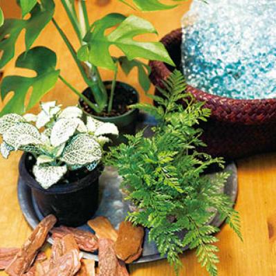 ミニ観葉植物の育て方まるわかりガイド。鉢の選び方からお手入れまで（サムネイル画像4）