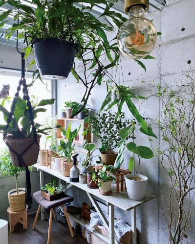 観葉植物のインテリア実例　古民家のような部屋＆コンクリート打ちっぱなしの壁（サムネイル画像10）