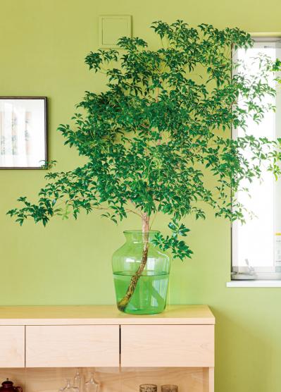 【観葉植物】植物大好きインスタグラマーの観葉生活を拝見Part３｜コンセプトは日本庭園。植物の数もお世話も引き算の発想で！【実例】（サムネイル画像5）