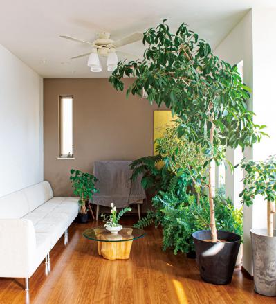 【観葉植物】植物大好きインスタグラマーの観葉生活を拝見Part３｜コンセプトは日本庭園。植物の数もお世話も引き算の発想で！【実例】（サムネイル画像2）