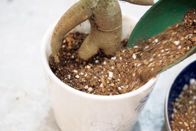 ミニ観葉植物の育て方まるわかりガイド。鉢の選び方からお手入れまで（サムネイル画像15）