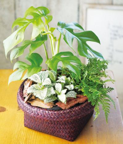 ミニ観葉植物の育て方まるわかりガイド。鉢の選び方からお手入れまで（サムネイル画像8）