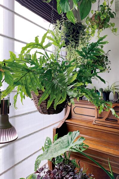 観葉植物のインテリア実例　古民家のような部屋＆コンクリート打ちっぱなしの壁（サムネイル画像5）