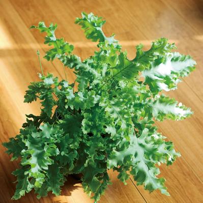 【観葉植物】植物大好きインスタグラマーの観葉生活を拝見Part３｜コンセプトは日本庭園。植物の数もお世話も引き算の発想で！【実例】（サムネイル画像11）