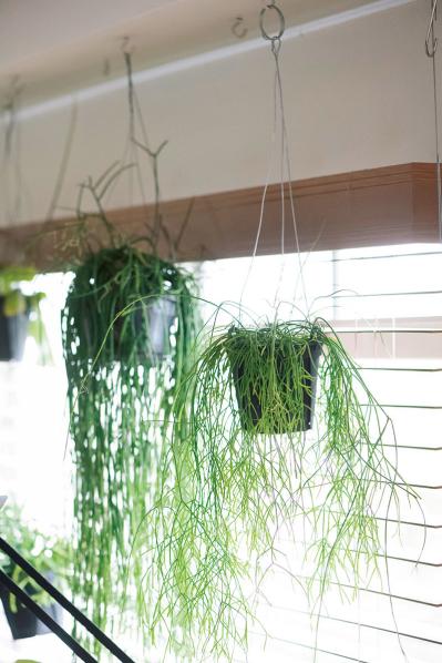 初めての私にもできそう！　プロが伝授　インドアグリーンのある心地いい空間のつくり方【観葉植物】（サムネイル画像5）