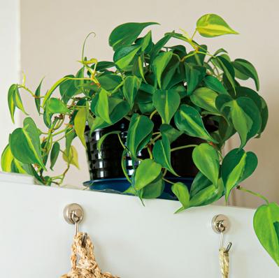 【観葉植物】植物大好きインスタグラマーの観葉生活を拝見Part３｜コンセプトは日本庭園。植物の数もお世話も引き算の発想で！【実例】（サムネイル画像12）